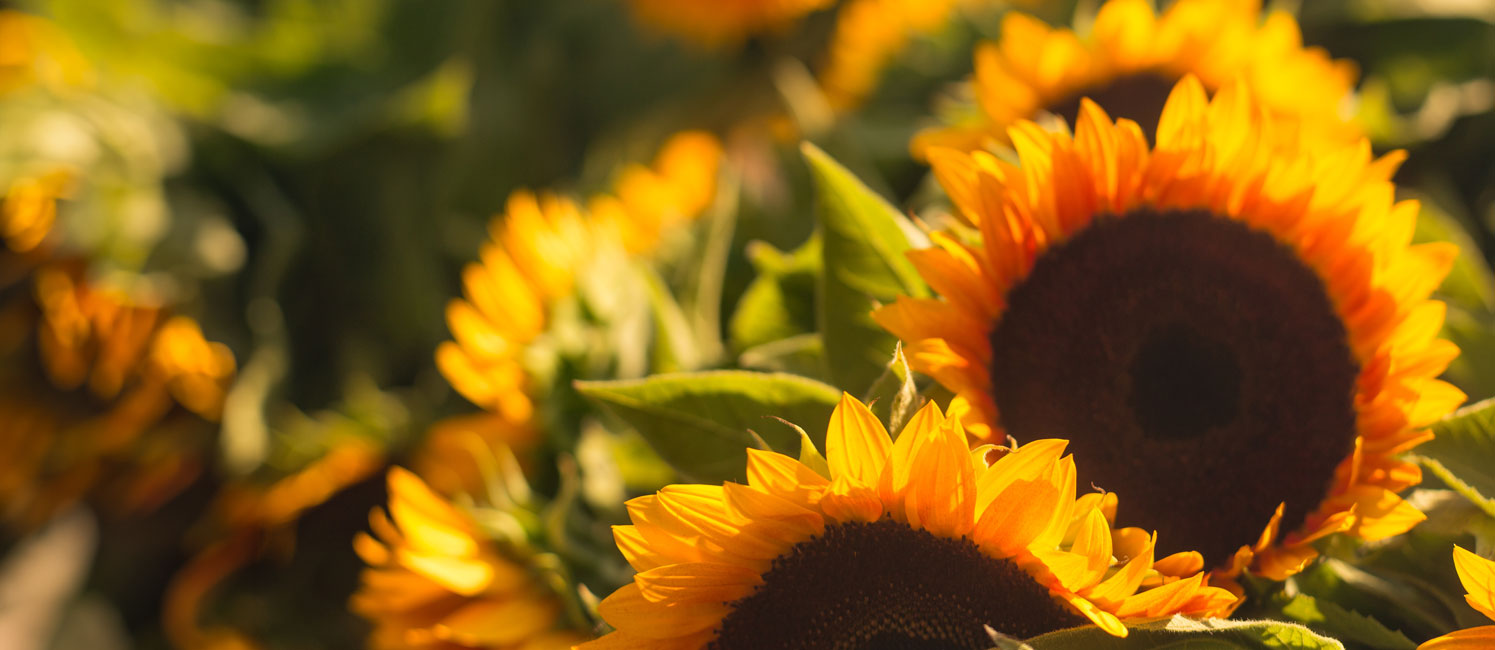 Susans Flower Shop